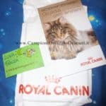 GRATIS Guida cura Gatti Anziani